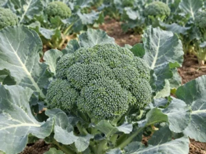 Broccoli Marathon Seeds