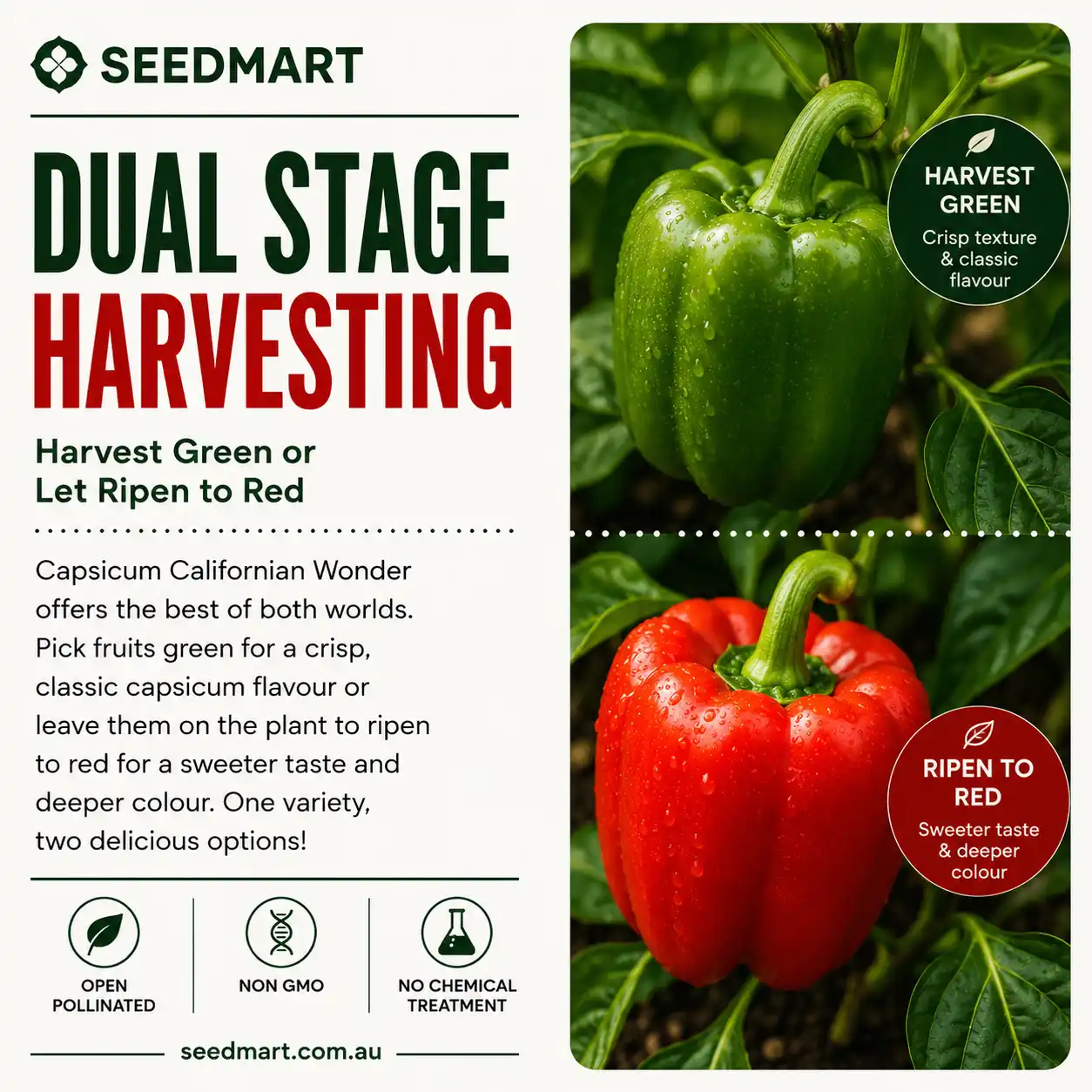 capsicum-californian-wonder-seeds-dual-stage-harvest-seedmart-australia