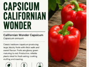 capsicum-californian-wonder-seeds-seedmart-australia-1