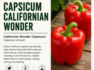 capsicum-californian-wonder-seeds-seedmart-australia-1