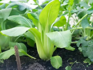 pak-choi-seeds-field-seedmart-australia