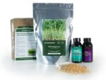 Wheatgrass Growing Kit Seeds | Seedmart_Australia