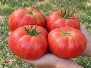 tomato-german-johnson-seeds-seedmart-australia