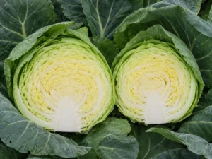cabbage-mini-halves-garden