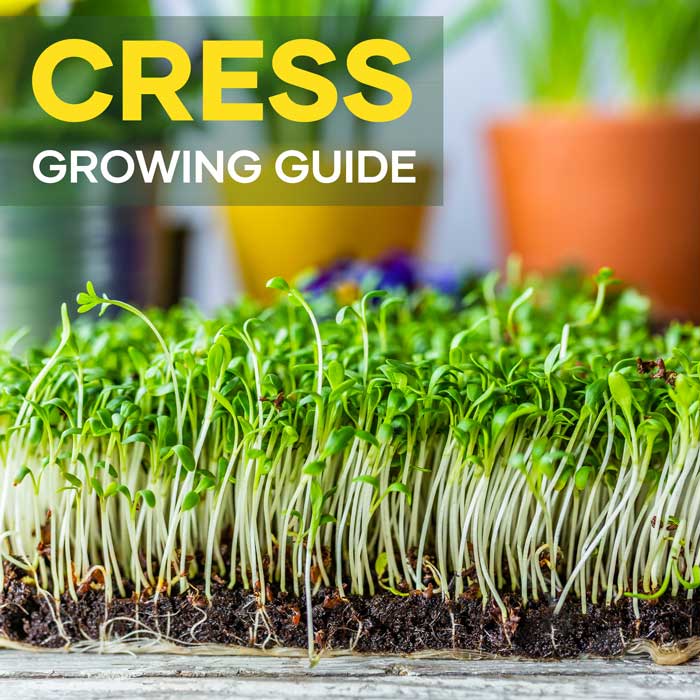 Cress Growing Guide | Featured Image | Seedmart Australia