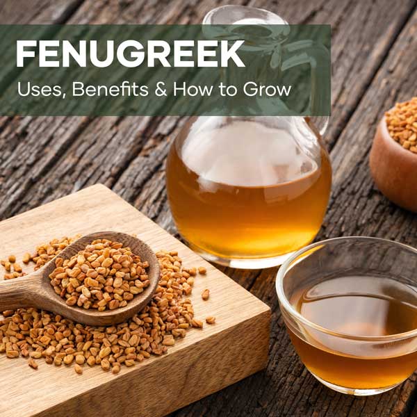 Fenugreek | Sprouts & Seeds | Blog Posts | Featured Image | Seedmart Australia