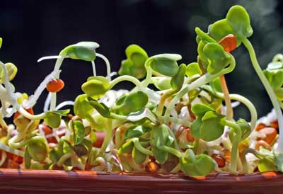 fenugreek-sprouts-planting-seedmart-australia