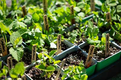 Seed Raising from Pots | Seedmart Australia