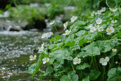 Watercress in Wild | Seedmart Australia