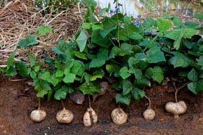 Yicama Yam Bean Plant | Seedmart Australia