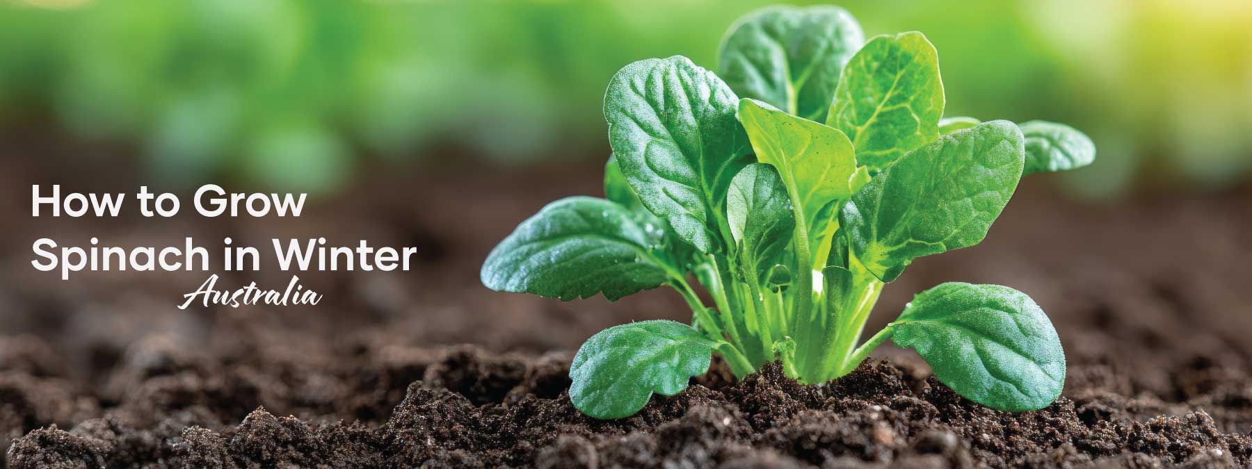 How to Grow Spinach in Winter | Blog Banner | Seedmart Australia