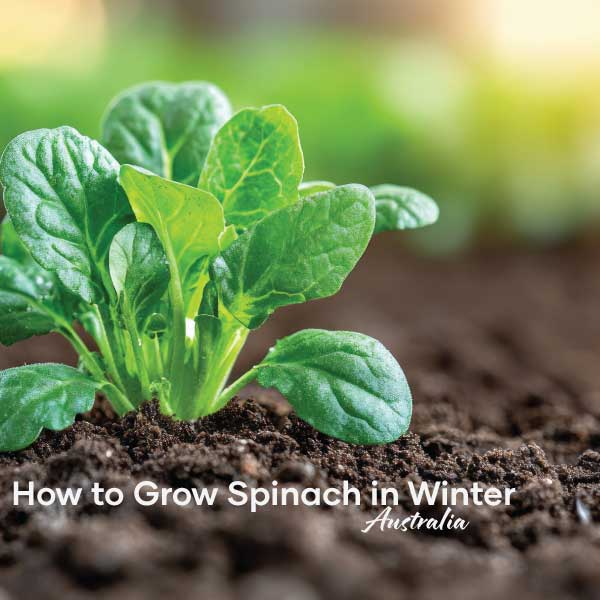 How to Grow Spinach in Winter | Blog Post | Seedmart Australia