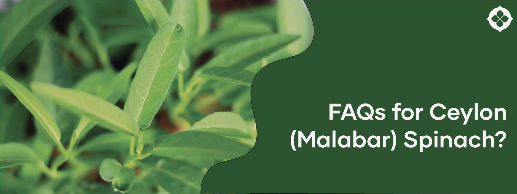 blog-banner-faq
