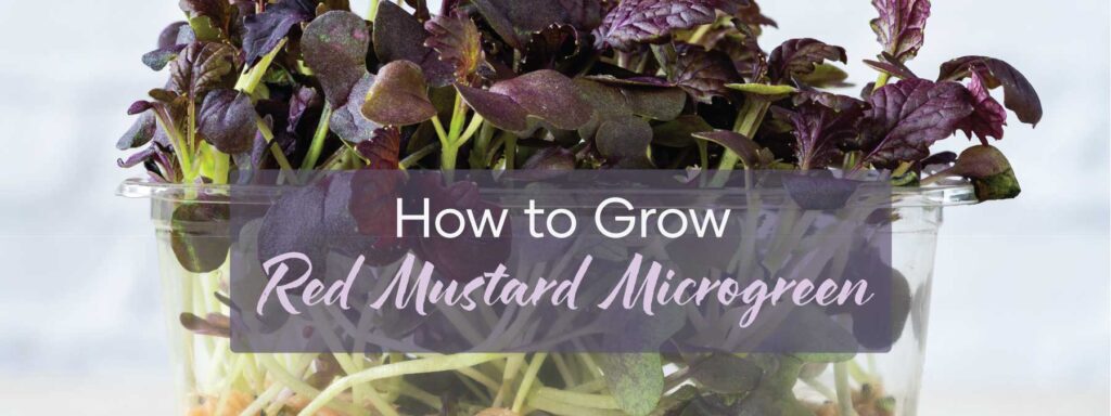 How to grow Red Mustard Microgreen | Blog Banner | Seedmart Australia
