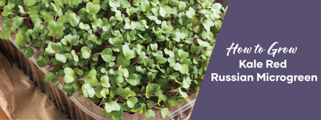 How to grow Kale Red Russian Microgreen | Blog Banner | Seedmart Australia