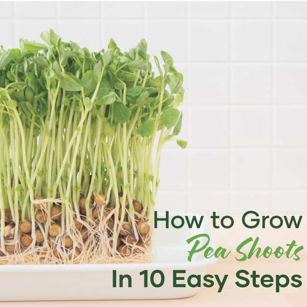 How to Grow Pea Shoots in 10 Easy Steps | Blog Feature Image | Seedmart Australia