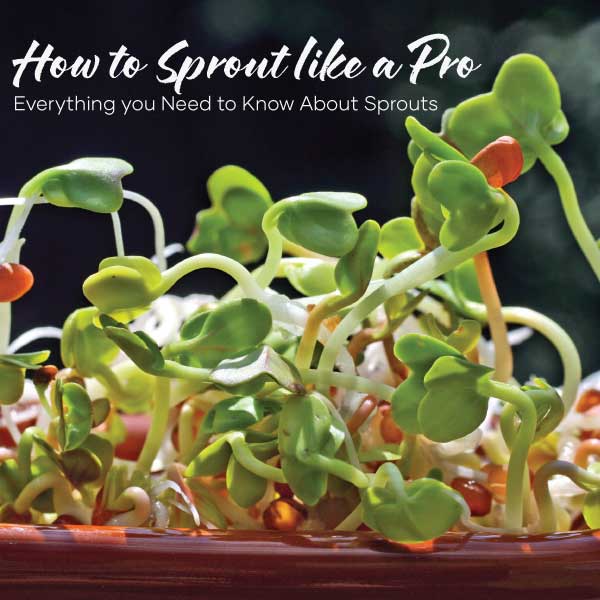 How to Sprout like a Pro - Everything you need to know about sprouts | Blog Feature Image | Seedmart Australia