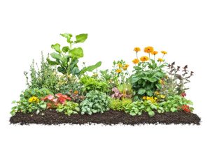 Perennial Edibles Vegetable Seed Mix | Seedmart Australia
