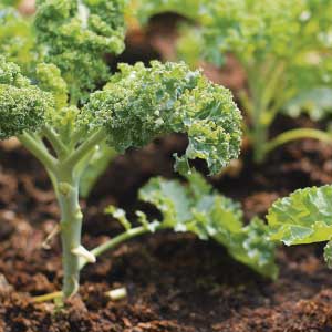 Kale Growing