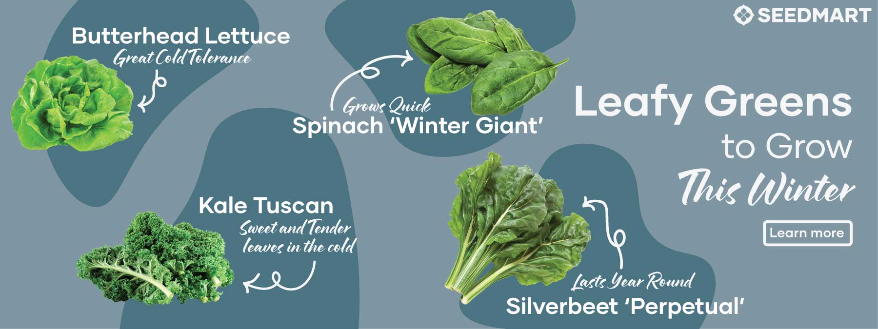 5 Leafy Greens to Grow this Winter | Seedmart Australia
