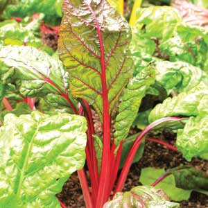 Rainbow Silverbeet