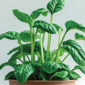 Spinach Potted