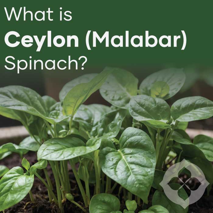Ceylon Spinach Blog Post | Featured Image | Seedmart Australia