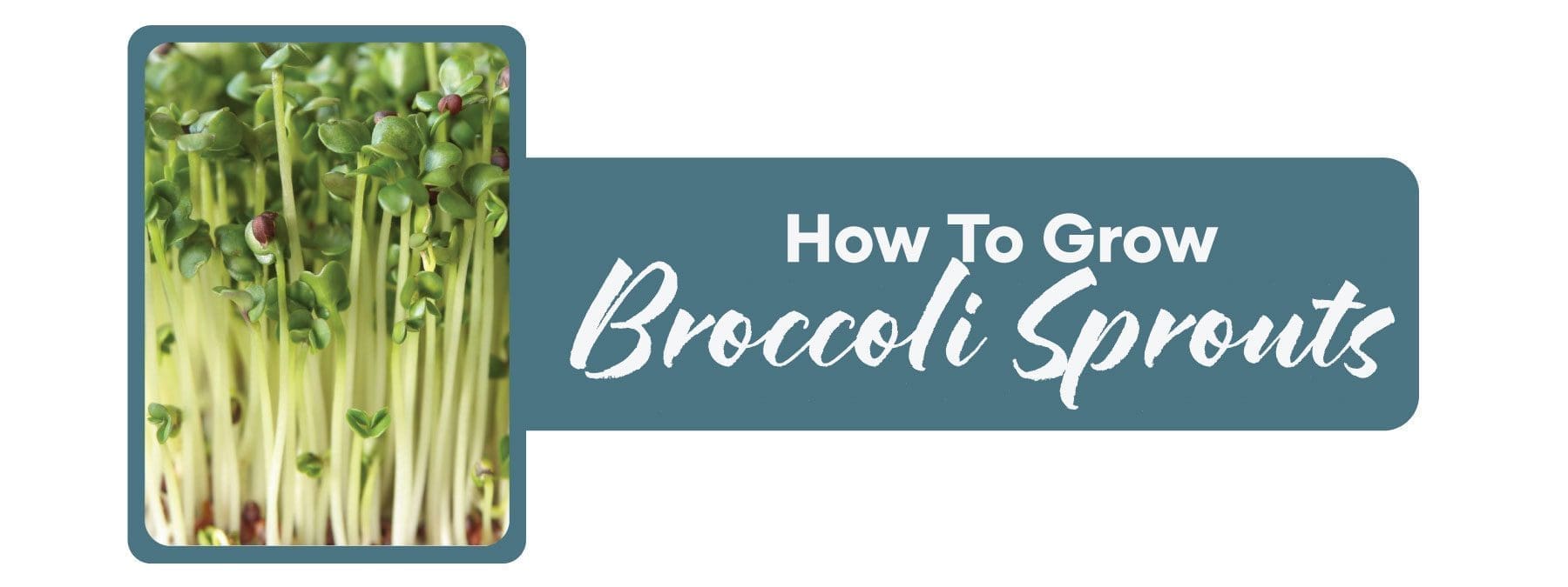 How to Grow Broccoli Sprouts | Blog Banner | Seedmart Australia