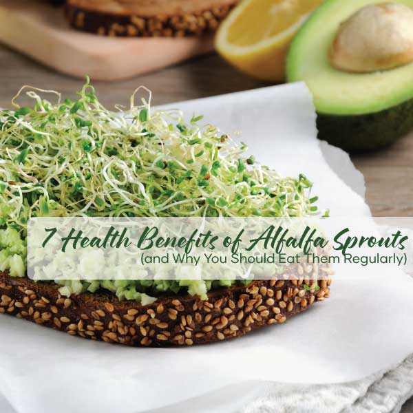 7 Health Benefits of Alfalfa Sprouts | Featured Image | Seedmart