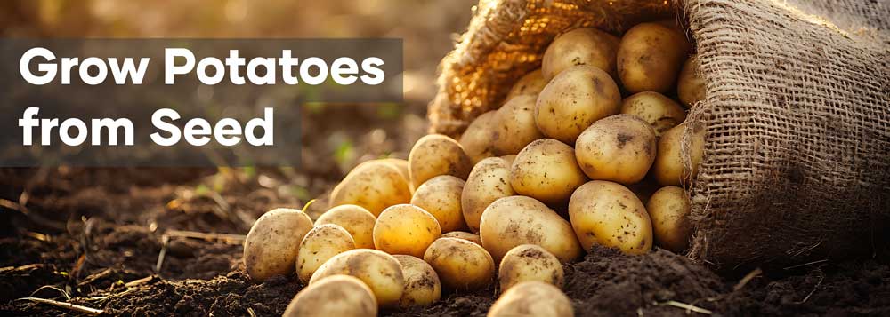 Grow Potatoes from Seed | Header | Seedmart Australia