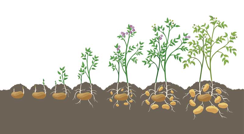Grow Potatoes from Seed | Seedmart Australia