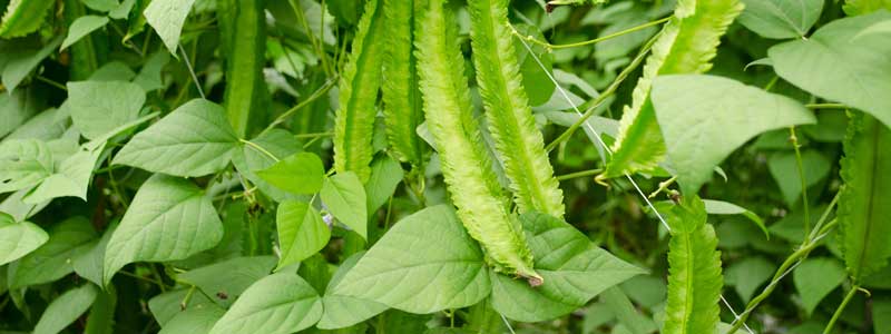 Growing Winged Beans | Gardening | Seedmart Australia