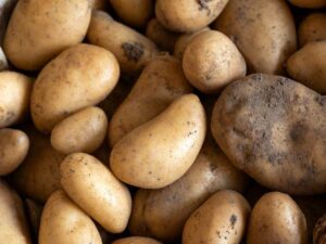 potato-sebargo-seeds-seedmart