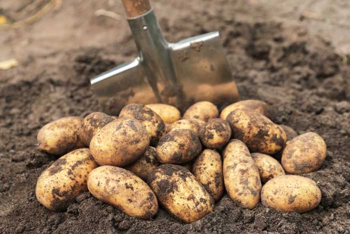 Planting Potatoes in Ground | Seedmart Australia