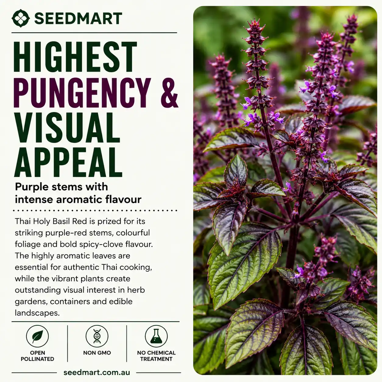 thai-holy-basil-red-seeds-pugency-seedmart-australia-1