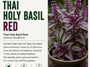 thai-holy-basil-red-seeds-seedmart-australia-1
