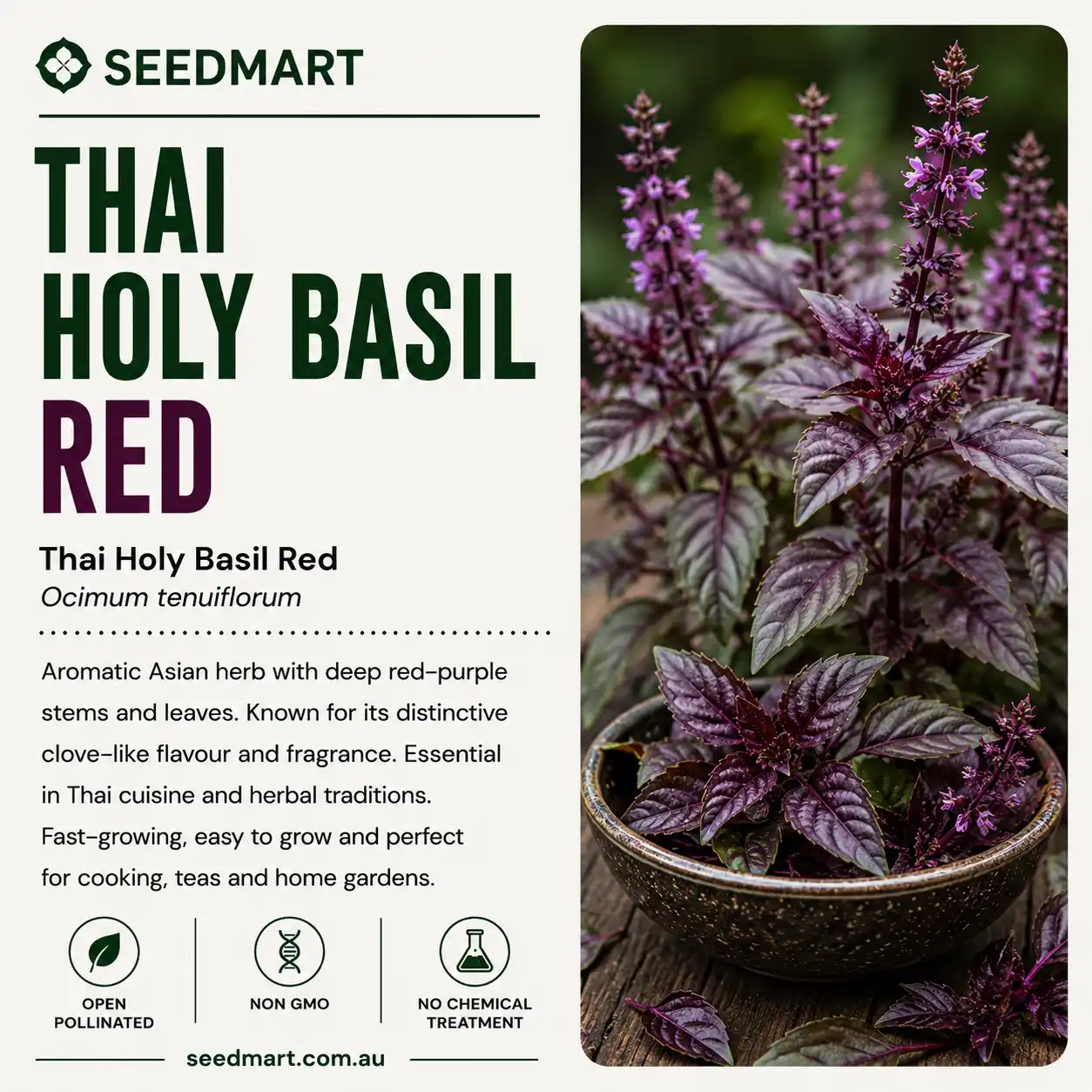 thai-holy-basil-red-seeds-seedmart-australia-1