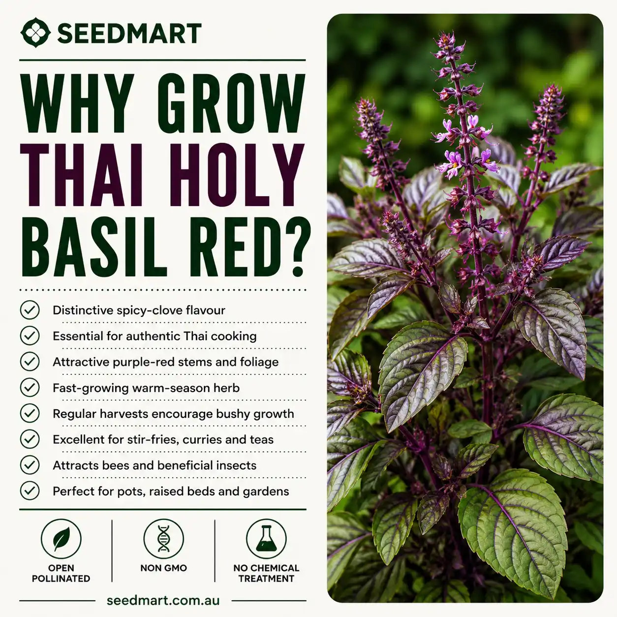 why-grow-thai-holy-basil-red-seeds-seedmart-australia
