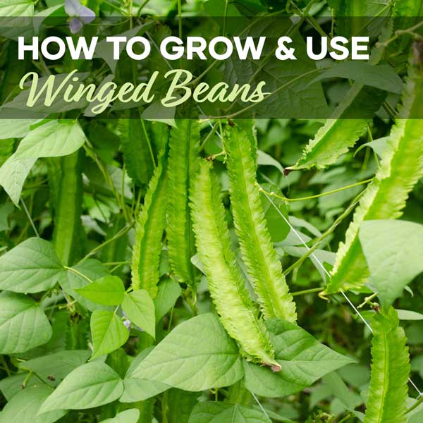 Winged Beans Blog Post | Featured Image | Seedmart Australia