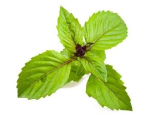 Basil Cinnamon Leaves | Seedmart Australia