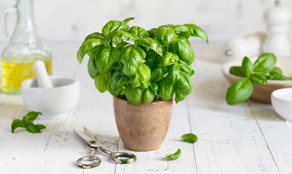 Basil Seeds Header Blog Post | Seedmart Australia