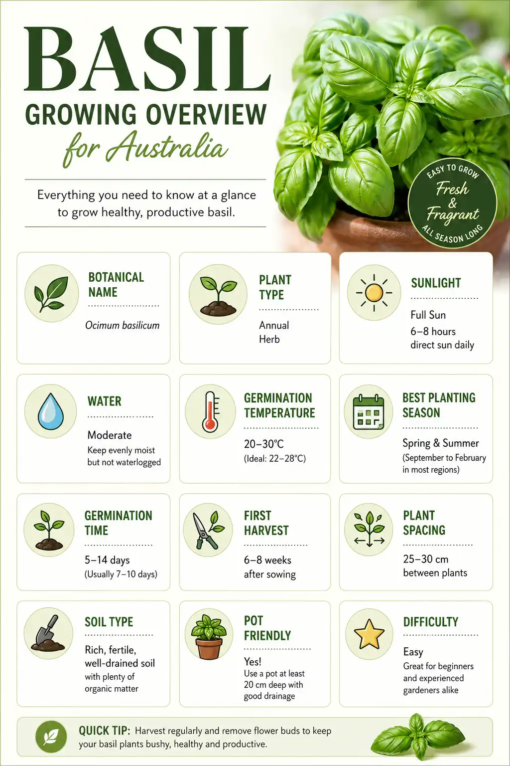 Basil Growing Overview | Seedmart Australia