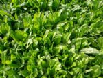 Chicory Puna Green Manure Seeds | Seedmart Australia