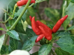 Chilli Birds Eye Plant Seedmart