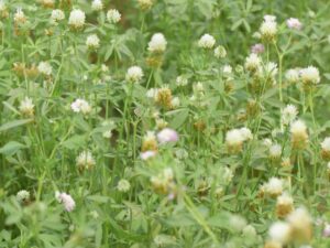 Clover Egyptian Seeds | Seedmart