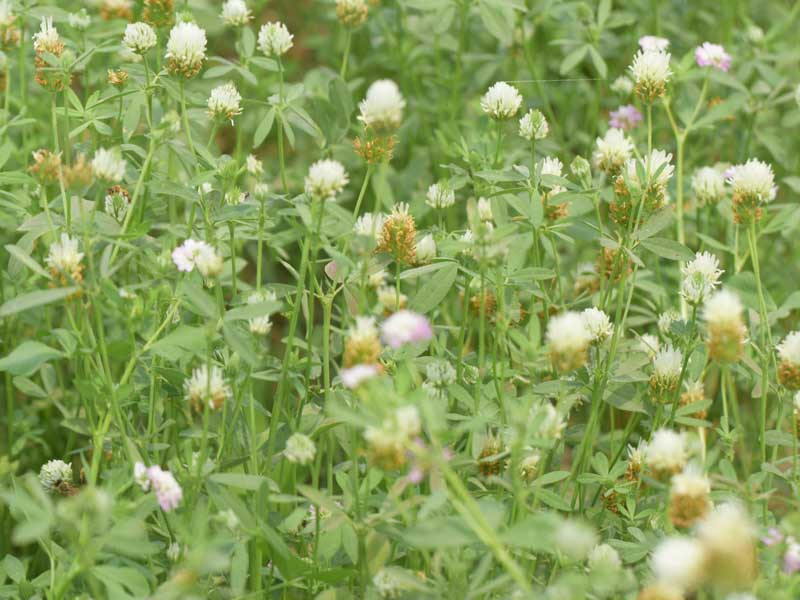 Clover Egyptian Seeds | Seedmart