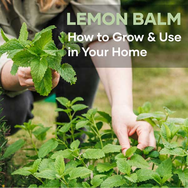 Lemon Balm Blog Post Featured Image | Seedmart Australia