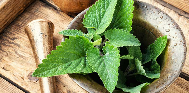 Lemon Balm Uses | Seedmart Australia