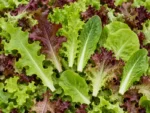 mixed-lettuce-individual-leaves-seedmart