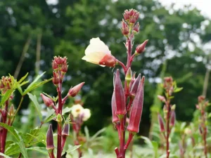 Okra Red Burgundy Vegetable Seeds